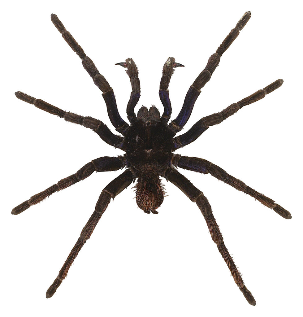 Black plastic spider 